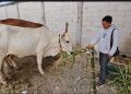 Jelang Idul Adha, Pengiriman Sapi Kurban Ke Wilayah Jabodetabek dari Pati Meningkat Lima Kali lipat