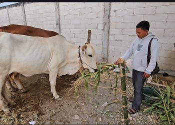 Jelang Idul Adha, Pengiriman Sapi Kurban Ke Wilayah Jabodetabek dari Pati Meningkat Lima Kali lipat