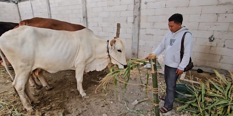 Jelang Idul Adha, Pengiriman Sapi Kurban Ke Wilayah Jabodetabek dari Pati Meningkat Lima Kali lipat