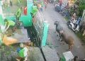 2 Kerbau Kurban di Mijen Demak Lepas dan Ngamuk, Lukai Warga Sampai Dilarikan ke Puskesmas