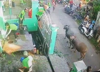 2 Kerbau Kurban di Mijen Demak Lepas dan Ngamuk, Lukai Warga Sampai Dilarikan ke Puskesmas