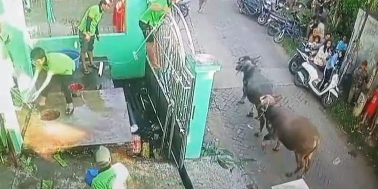 2 Kerbau Kurban di Mijen Demak Lepas dan Ngamuk, Lukai Warga Sampai Dilarikan ke Puskesmas