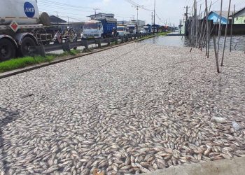 Diduga Tercemar Limbah, Ribuan Ikan Bandeng dan Mujair di Demak Mati