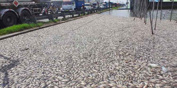 Diduga Tercemar Limbah, Ribuan Ikan Bandeng dan Mujair di Demak Mati