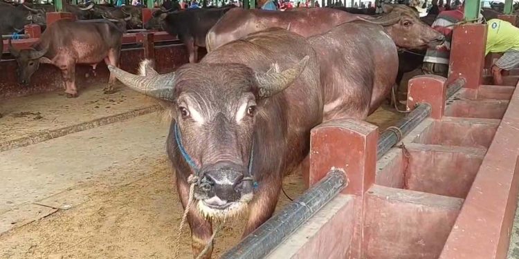 Simbol Toleransi Ajaran Sunan Kudus, Alasan Kerbau Gantikan Sapi Sebagai Hewan Kurban di Kudus