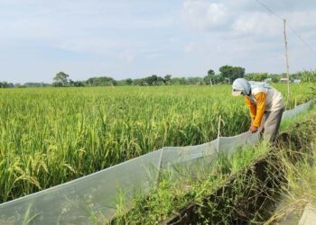 Tikus Jadi Mimpi Buruk Petani Pati: Disetrum, Diobat, Diplastik Masih Ada