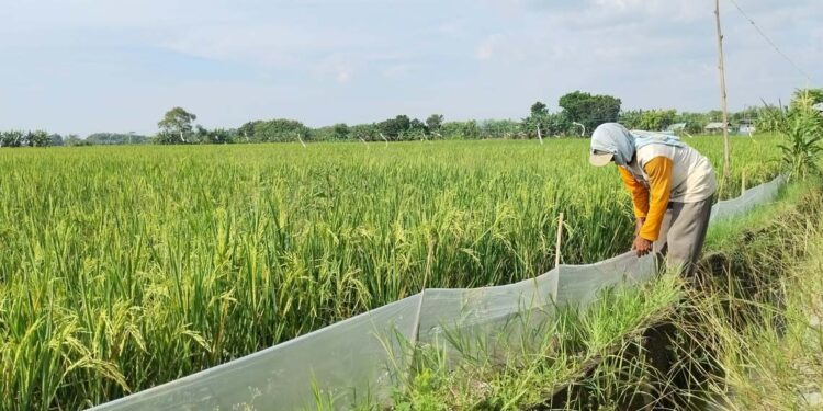 Tikus Jadi Mimpi Buruk Petani Pati: Disetrum, Diobat, Diplastik Masih Ada