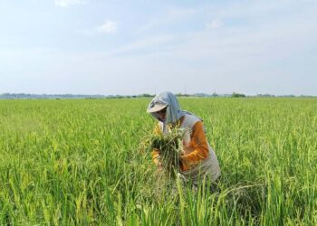 Resah Padi Diserang Hama Bertubi-tubi, Petani Pati: Ruginya Banyak Sekali