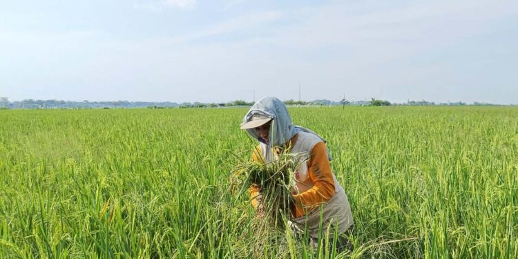 Resah Padi Diserang Hama Bertubi-tubi, Petani Pati: Ruginya Banyak Sekali