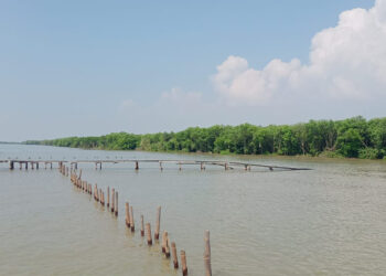 Miris! Hutan Mangrove di Tunggulsari Pati Hanya Tersisa 7,5 Hektare Saja