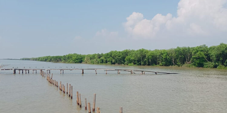 Miris! Hutan Mangrove di Tunggulsari Pati Hanya Tersisa 7,5 Hektare Saja