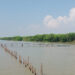 Miris! Hutan Mangrove di Tunggulsari Pati Hanya Tersisa 7,5 Hektare Saja