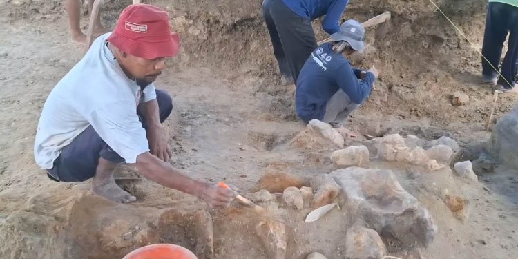 Fosil Gajah Purba Utuh Diperkirakan Berumur 500.000 Tahun Ditemukan di Situs Patiayam