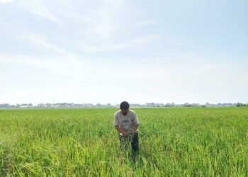 Tak Bisa Atasi Hama, Petani Pati Berharap Pemerintah Turun Tangan