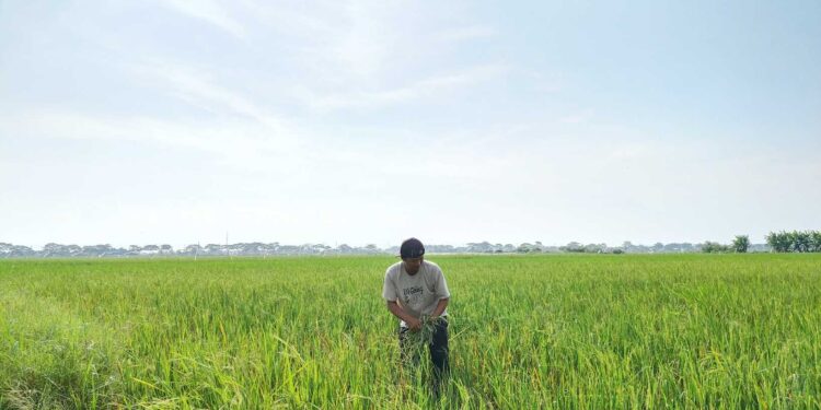 Tak Bisa Atasi Hama, Petani Pati Berharap Pemerintah Turun Tangan