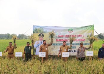 Pakai Padi Varietas M70D dan Inpari, Hasil Panen di Jepon Blora Meningkat