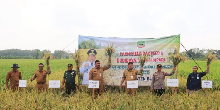 Pakai Padi Varietas M70D dan Inpari, Hasil Panen di Jepon Blora Meningkat