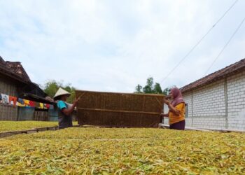 Makin Diminati, Luas Lahan Tembakau di Pati Terus Bertambah