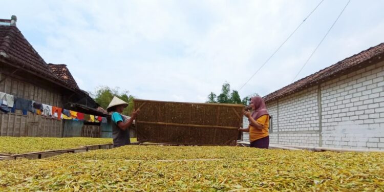 Makin Diminati, Luas Lahan Tembakau di Pati Terus Bertambah