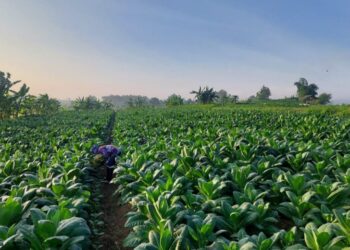 Musim Kemarau Basah Hambat Pertumbuhan Tembakau, Petani Diminta Waspada Genangan Air