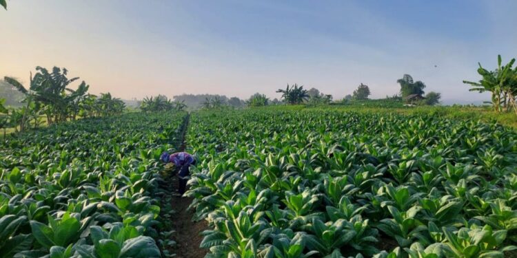 Musim Kemarau Basah Hambat Pertumbuhan Tembakau, Petani Diminta Waspada Genangan Air