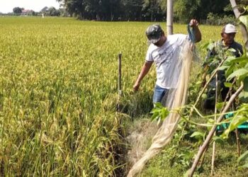 Krompyongan: Cara Unik Petani Desa Wuwur Pati Basmi Hama Tikus