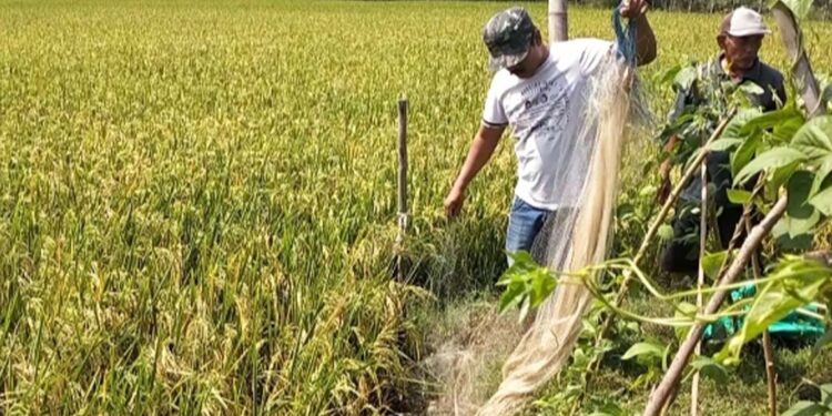 Krompyongan: Cara Unik Petani Desa Wuwur Pati Basmi Hama Tikus