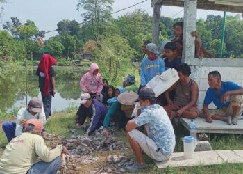 Petani Resah Serangan Tikus, DPRD Grobogan Akan Segera Lakukan Ini