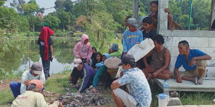 Petani Resah Serangan Tikus, DPRD Grobogan Akan Segera Lakukan Ini