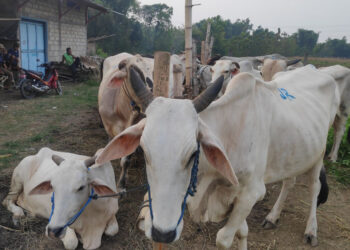Rembang Tempati Posisi 4 Besar Daerah Penghasil Anak Sapi di Jateng