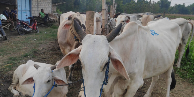 Rembang Tempati Posisi 4 Besar Daerah Penghasil Anak Sapi di Jateng