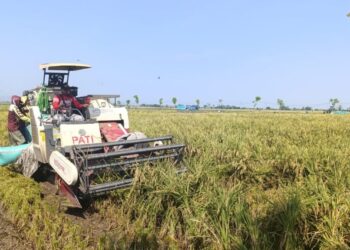 Pakai Pupuk Eceng Gondok, Petani Pati Berhasil Panen 10 Ton dalam 1 Hektare