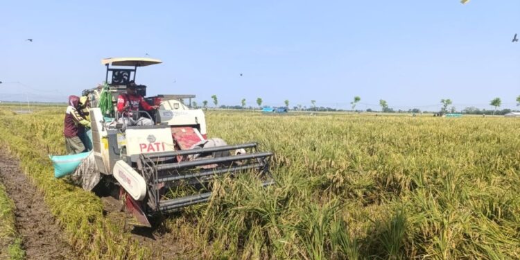 Pakai Pupuk Eceng Gondok, Petani Pati Berhasil Panen 10 Ton dalam 1 Hektare