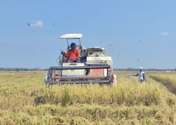 Petani Grobogan Semringah Harga Gabah Jauh di Atas HPP Pemerintah