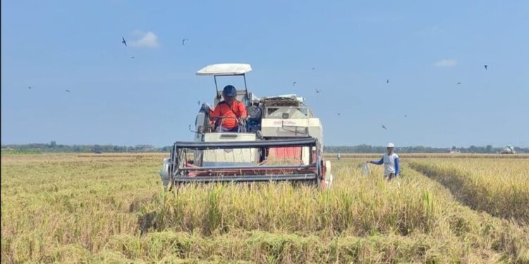 Petani Grobogan Semringah Harga Gabah Jauh di Atas HPP Pemerintah