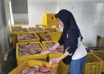 Setelah Lele, Kini Ikan Nila Masuk Program Makan Bergizi Gratis di Rembang