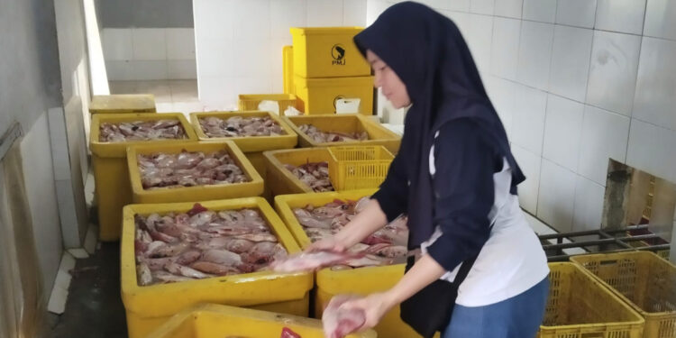 Setelah Lele, Kini Ikan Nila Masuk Program Makan Bergizi Gratis di Rembang