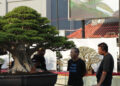 Harga Bonsai yang Dipamerkan di Pati Bisa Tembus Rp1 Miliar, Usianya Ada yang Ratusan Tahun