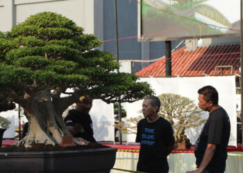 Harga Bonsai yang Dipamerkan di Pati Bisa Tembus Rp1 Miliar, Usianya Ada yang Ratusan Tahun