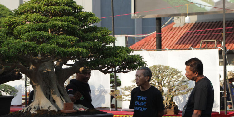 Harga Bonsai yang Dipamerkan di Pati Bisa Tembus Rp1 Miliar, Usianya Ada yang Ratusan Tahun