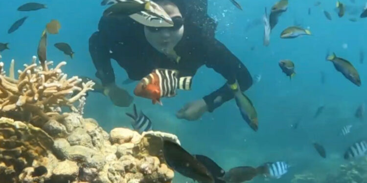 Mengagumi Keindahan “Surga Bawah Laut” Karimunjawa dengan Tarif Terjangkau