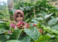 Duh, Harga Kopi di Tingkat Petani Pati Anjlok, Cuma Rp40 Ribu Sekilo