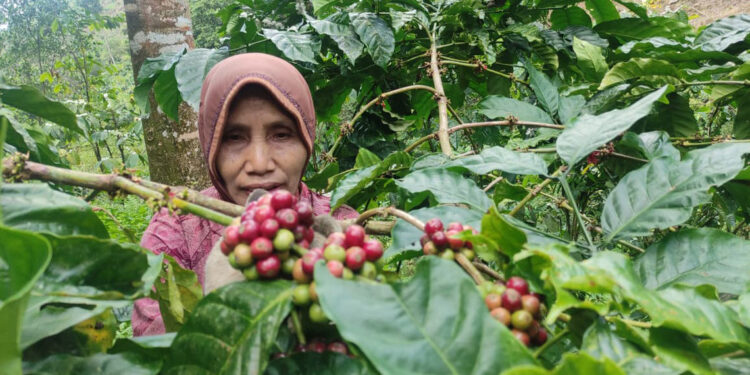 Duh, Harga Kopi di Tingkat Petani Pati Anjlok, Cuma Rp40 Ribu Sekilo