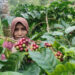Duh, Harga Kopi di Tingkat Petani Pati Anjlok, Cuma Rp40 Ribu Sekilo
