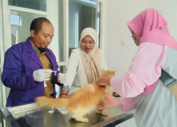 Cegah Rabies, 100 Kucing hingga Anjing di Pati Divaksin Gratis