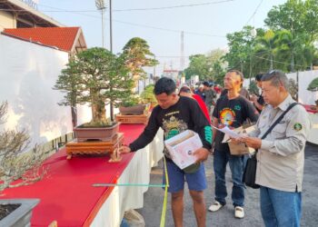 Warga Pati Bisa Lihat 750 Bonsai Terbaik di Indonesia Secara Gratis di Stadion Joyokusumo