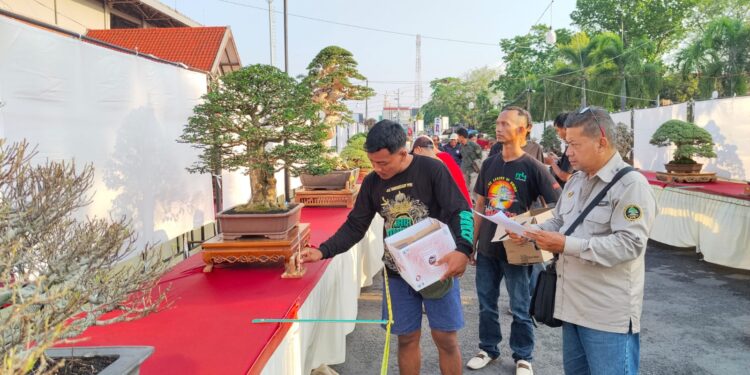 Warga Pati Bisa Lihat 750 Bonsai Terbaik di Indonesia Secara Gratis di Stadion Joyokusumo