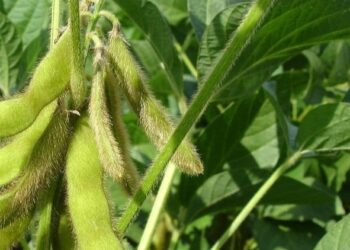 Stok Melimpah, Harga Kedelai Impor di Pati Turun jadi Rp10.500 Sekilo