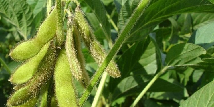 Stok Melimpah, Harga Kedelai Impor di Pati Turun jadi Rp10.500 Sekilo