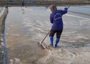 Harga Garam Tinggi, tapi Hasil Panen di Pati Malah Turun Drastis 